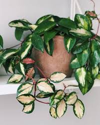 Pin On My Green Thumb