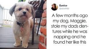 If someone cannot find them on there, they may. Dog Steals Owner S Dentures While He Sleeps Hilarity Ensues Bored Panda