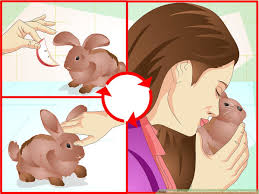 Keeping in mind that rabbits naturally are prey animals, does their environment offer plenty of privacy and dark hiding places? How To Make Your Bunny Come To You When You Open The Cage