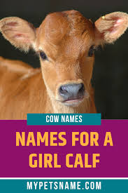 Girl Cow Names Cow Names Girl Pet Names Cute Animal Names