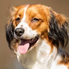 Hij hecht zich erg aan zijn eigenaar, kan eenkennig zijn en is terughoudend naar onbekenden. Kooikerhondje Kooiker Full Profile History And Care
