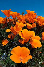Spring 2 Flower Aesthetic Orange Flowers California Poppy