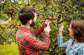 Erding thermal spa is minutes away. Was Hat Mein Apfelbaum