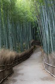Bamboo Forest (Kyoto, Japan) - Wikipedia