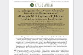 Image result for Isoglossa vulcanicola