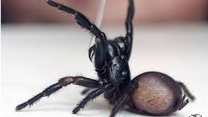 Giftigste spinne der welt in deutschland : Australien Todliche Trichternetzspinne Beisst Zehnjahrigen