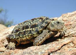 Chersobius Signatus The Reptile Database