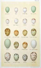 Garden Bird Birds And Their Eggs Pictures Egg Freebies Bird Eggs Birds Bird