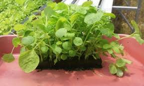 Petani dapat menabur benih bayam (sebagian besar. Cara Menanam Bayam Di Rumah Sampai Berhasil Lengkap