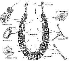 Students love learning about the ocean! 3 Diagrammatic Representation Of A Simple Asconoid Sponge Download Scientific Diagram