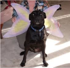 Yes there are some dogs that just know. My Dog Is Sick Now What Pibbles More Animal Rescue