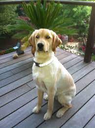 Summer Haircut For Our Golden Retriever Sydney Golden Retriever Photos With Dog Summer Haircuts