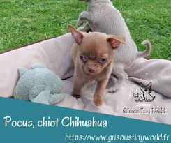 Elevagechihuahua Posted To Instagram Chihuahua Chihuahuasofinstagram Chihuahuas Chilove Chiwawa Ilovemychihua Baby Chihuahua Cute Dog Photos Dog Advice