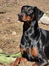 Adopt Bella On Petfinder Doberman Dogs Doberman Pinscher Doberman Puppy