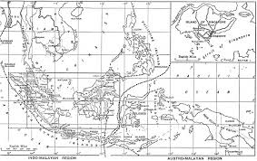Image result for Tinnea antiscorbutica