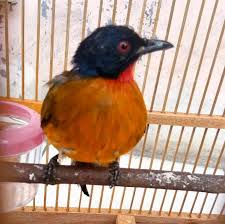 Mungkin burung kutilang ini akan terus terlihat memberontak dan ingin segera keluar dari dalam kandang. Cara Mudah Perawatan Kutilang Agar Cepat Gacor