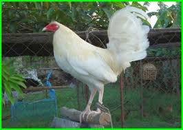 Namun dengan banyaknya jenis pisau yang ada, kita malah jadi bingung untuk memutuskan pisau mana yang kita perlukan di dapur. 8 Jenis Ayam Aduan Terkuat Dan Terbaik Saat Ini Daftarhewan Com