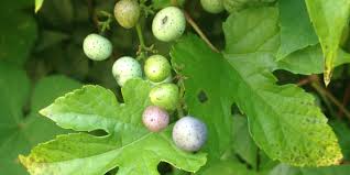 Maybe you would like to learn more about one of these? Our Garden The Easter Egg Bush