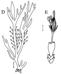 Image result for Podostemaceae