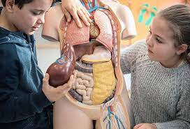 There are almost 78 organs in a human body which vary according to their sizes, functions or actions. What Are The 78 Organs Of The Human Body