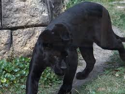 Image result for Panther Black 2001 Puma