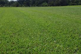 Grass roots need air, water and nutrients to grow thick, deep and strong. Lawn Aeration Charlotte King Green