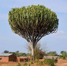 Euphorbia ingens is a species of flowering plant in the family euphorbiaceae. Euphorbia Ingens Wikipedia