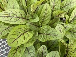 Image result for Rumex