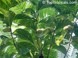 Image result for Morinda