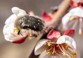 Image result for Tropinota hirta