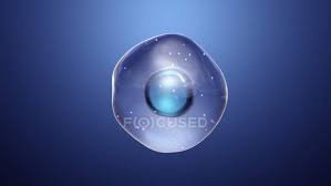 We did not find results for: Animal Cell With Mitochondria Digital Illustration Blue Background Nucleus Stock Photo 318071320