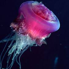 Tire Jellyfish Beautiful Sea Creatures Ocean Creatures Sea Animals