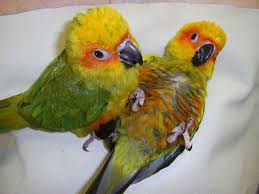 Birds For Sale In Florida Sun Conure Baby Pet Birds Sun Conure Cute Birds