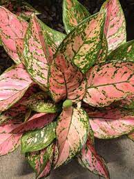 Pin On Indoor Plants