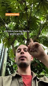 Image result for Musanga