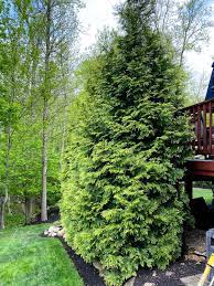 Fast growing evergreen trees and shrubs Fast Growing Privacy Trees Tips For Planting Evergreens Heart Filled Spaces
