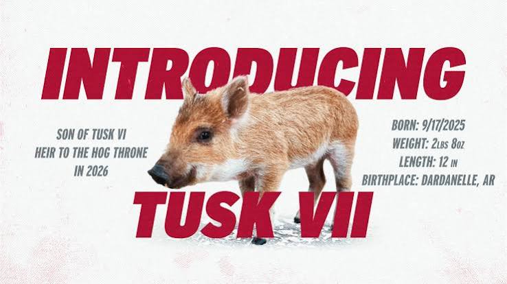 Welcome to Razorback Nation, Tusk VII | Arkansas Razorbacks