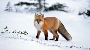 Frühling wallpaper mit blühenden primeln. Hintergrundbilder 1920x1080 Px Tiere Fuchs Schnee Winter 1920x1080 Goodfon 1039015 Hintergrundbilder Wallhere