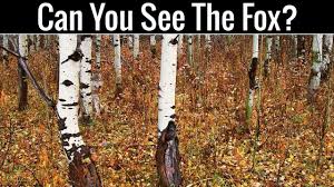 Nobody Can Find All The Hidden Animals Optical Illusions Brain Tease Optical Illusions Brain Teasers Animal Hide Illusions