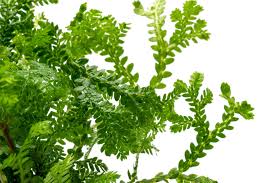 Image result for Selaginella