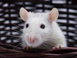 12 Facts About Rats You Might Not Know Saga