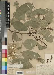 Image result for Craibia