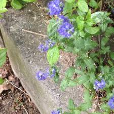 Das garten infoportal für den ambitionierten hobbygärtner. Was Sind Das Fur Kleine Blumen In Meinem Garten Blau Lila