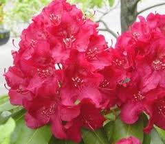 Pin On Cold Tolerant Rhododendrons