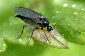 gnats on succulent plants get those pesky flies off