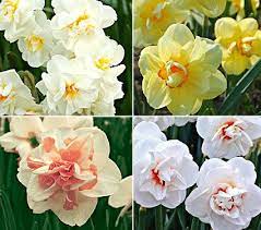 Double Daffodil Quartet White Flower Farm Daffodil Flower Spring Flowering Bulbs
