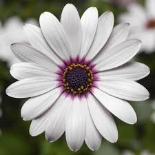 Image result for Osteospermum