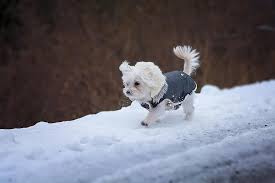 Dog Young Dog Maltese White Small Young Cute Small Dog Puppy Pet Animal Pikist