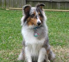 The Shetland Sheepdog