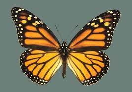 Galeria Mariposas Del Norte Y Del Sur Mariposas Monarca Dibujo Mariposas Acuarela Imagenes De Mariposas